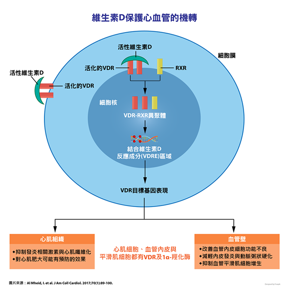 維生素d缺乏可能導致心血管風險的機轉